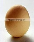 Whole Egg Powder thumbnail-1