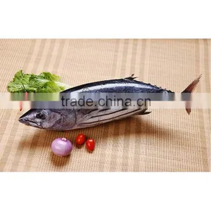 Good Frozen Tuna Fish Price thumbnail-1