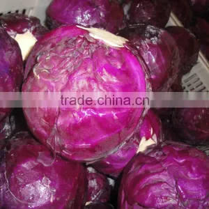 Wholesale Price for Purple Cabbage thumbnail-1