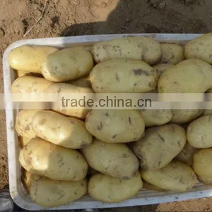 2015 China Fresh Holland Potato thumbnail-1