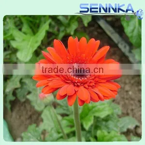 Honey Gerbera Natural Fresh Gerbera Bouquets thumbnail-3