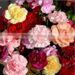 20 Pcs/ Bundle Fresh Carnation Fragrant Carnation Flower High Quality thumbnail-1