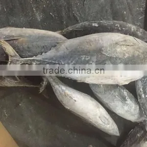 2016 High Quality Frozen Bonito Tuna 200g-300g thumbnail-3