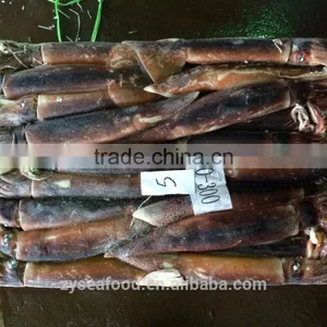 Price of Fresh Squid thumbnail-1