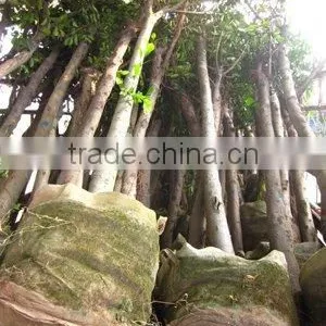 Ficus Nitida Potted D7cm thumbnail-1