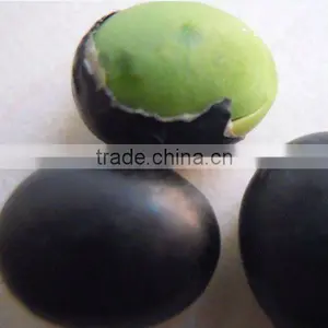 Organic Black Bean Green Kernel thumbnail-1