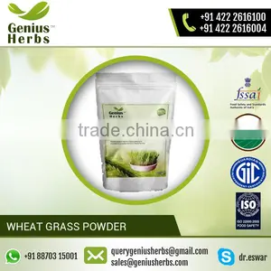Nutrient-Rich Wheat Grass Powder Used as Dietary Supplement thumbnail-6