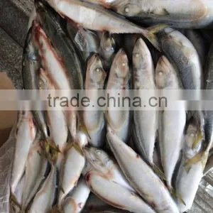 Landing Frozen Size 6 - 8 Pcs / kg Frozen Scomber Scomb thumbnail-2