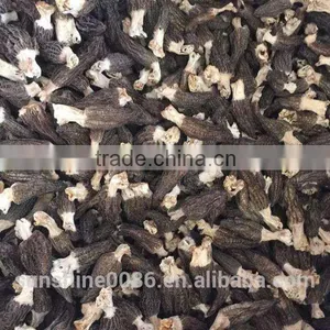 New Crop High Quality in Season Cultivating Morel Mushrooms Morchella thumbnail-4