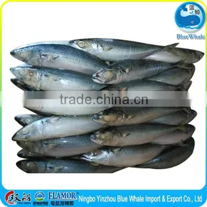 Hot Selling Pacific Mackerel Scomber to Africa thumbnail-1