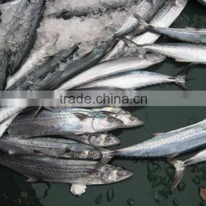 Whole Round Spanish Mackerel With Size 1-2kg thumbnail-1