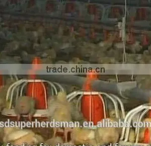 Poultry Farming Equipment Pajisjet e Pulave thumbnail-2