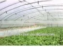 High Quality Agriculture Greenhouse PE Film thumbnail-1