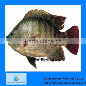 Good Quality Frozen Whole Round Tilapia thumbnail-1