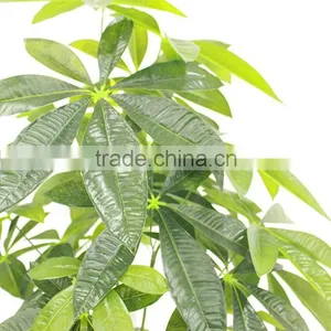 China Hotsale Fake Money Tree Artificial Pachira thumbnail-2