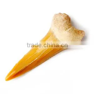 Fossil Specimens, Shark Tooth thumbnail-1