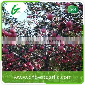 Naturally Sweet Fresh Fuji Apple From China thumbnail-6