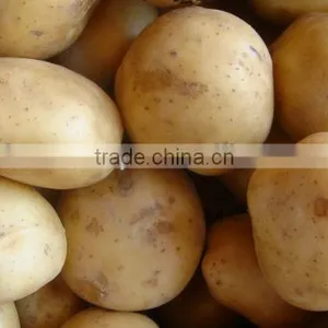 Top Graded Potato From Pakistan thumbnail-1