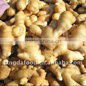 New Crop Chinese Fresh Ginger thumbnail-1
