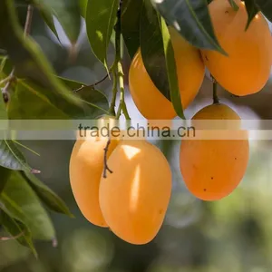 Alphonso Mango thumbnail-1