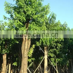Cassia Fistula Tree thumbnail-3