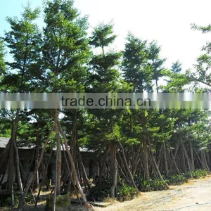 Pongsmia Pinnata(L.)Pierre thumbnail-1