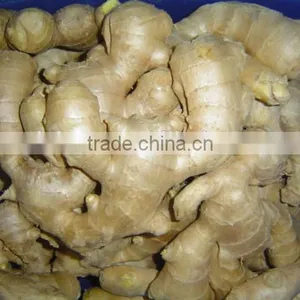 Fresh Mature Fat Ginger thumbnail-6
