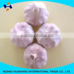 Red Garlic Size4.5cm thumbnail-3
