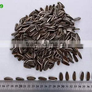 Well Selected Sunflower Seeds 5009 thumbnail-4