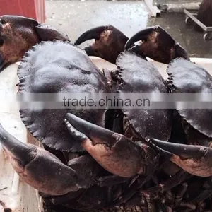 Stone Crab thumbnail-1