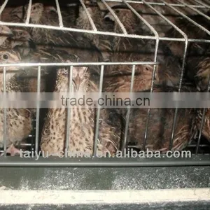 Quail Breeding Cage thumbnail-1