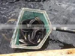 Live Eel (anguilla Rostrata) thumbnail-2