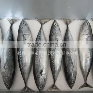 Best Quality Frozen Bonito Fish thumbnail-1