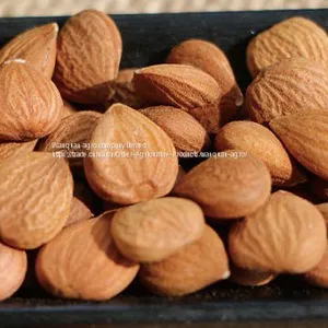 Apricot Kernel thumbnail-1