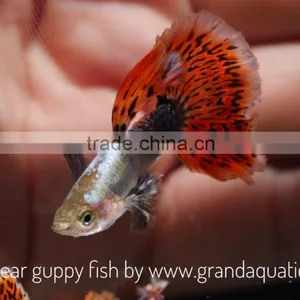 Big Ear Guppy for Freshwater Aquarium Fish Export Company From Thailand thumbnail-2