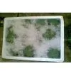 China Broccoli thumbnail-1