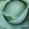 Cabbage thumbnail-1
