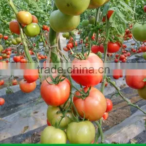 Tomato thumbnail-2