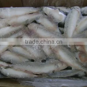 Frozen Sardine From Chinese Manufacture thumbnail-3