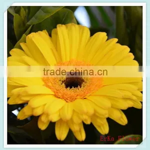 Hot Sale Fresh Cut Multicolored Gerbera Flowers For Wholesale thumbnail-1