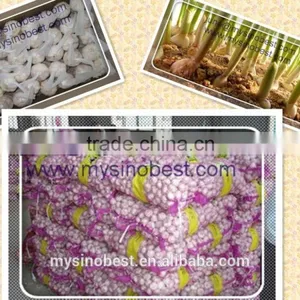 High Quality 2016 Fresh Garlic Normal White and Pure White/Qixian Origin thumbnail-1