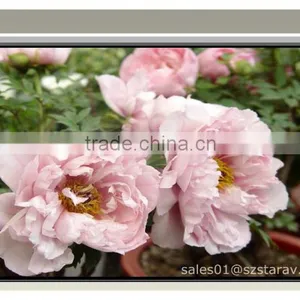 High Quality Electric Motorized Projection Screen With CE and RoHS Certificate thumbnail-6