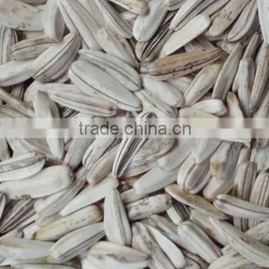 100% New White Sunflower Seeds Buyers Sunflower thumbnail-5