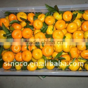 Baby Mandarin in China thumbnail-1