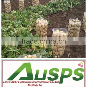 Farm Fresh Potato thumbnail-5