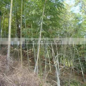 Phyllostachys Heterocycla (Carr.) Mitford Cv. Pubescens & Bamboo thumbnail-6