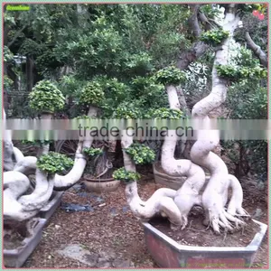 Ficus Microcarpa Combination Odd Ficus(grafted) thumbnail-1