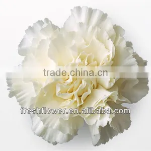 Wholesale Fresh Cut Flower of White Carnation thumbnail-1