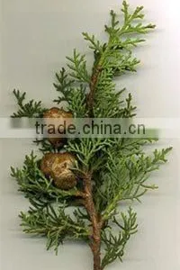 Best Exporter of Natural & Pure Cypress Essential Oil thumbnail-1