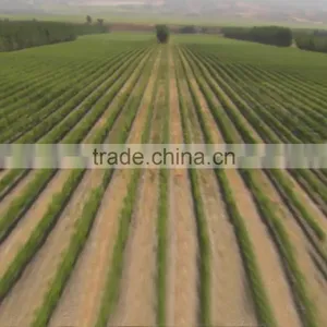 Plant's Growth Promoter 100% Plant Source Amino Acid Powder Fertilizer thumbnail-4